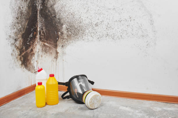 Best Bathroom Mold Remediation in Aledo, IL
