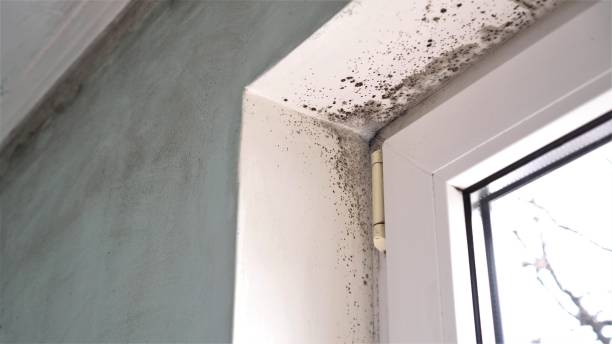 Best Mold Testing and Inspection Services in Aledo, IL