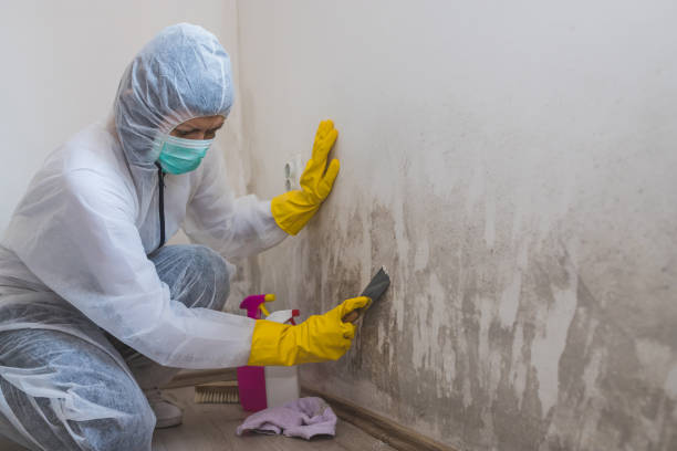 Best White Mold Remediation in Aledo, IL