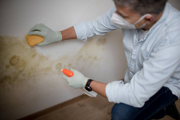 Best Basement Mold Remediation in Aledo, IL