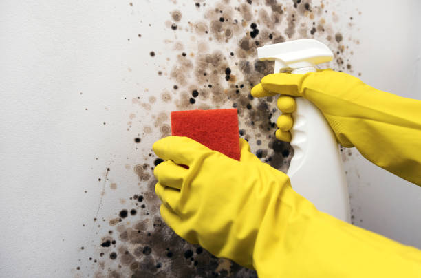 Best Mold Remediation for Specific Building Types in Aledo, IL