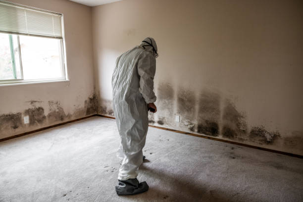 Professional Mold Remediation in Aledo, IL