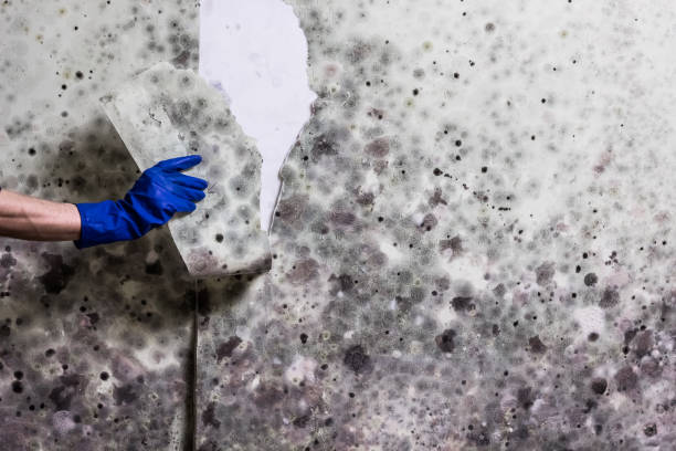 Best Emergency Mold Remediation in Aledo, IL