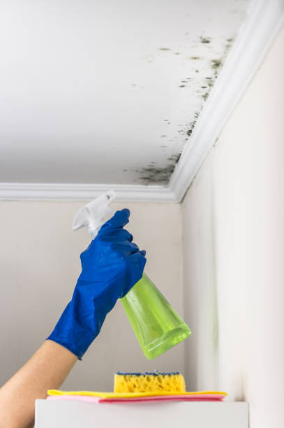 Best Kitchen Mold Remediation in Aledo, IL